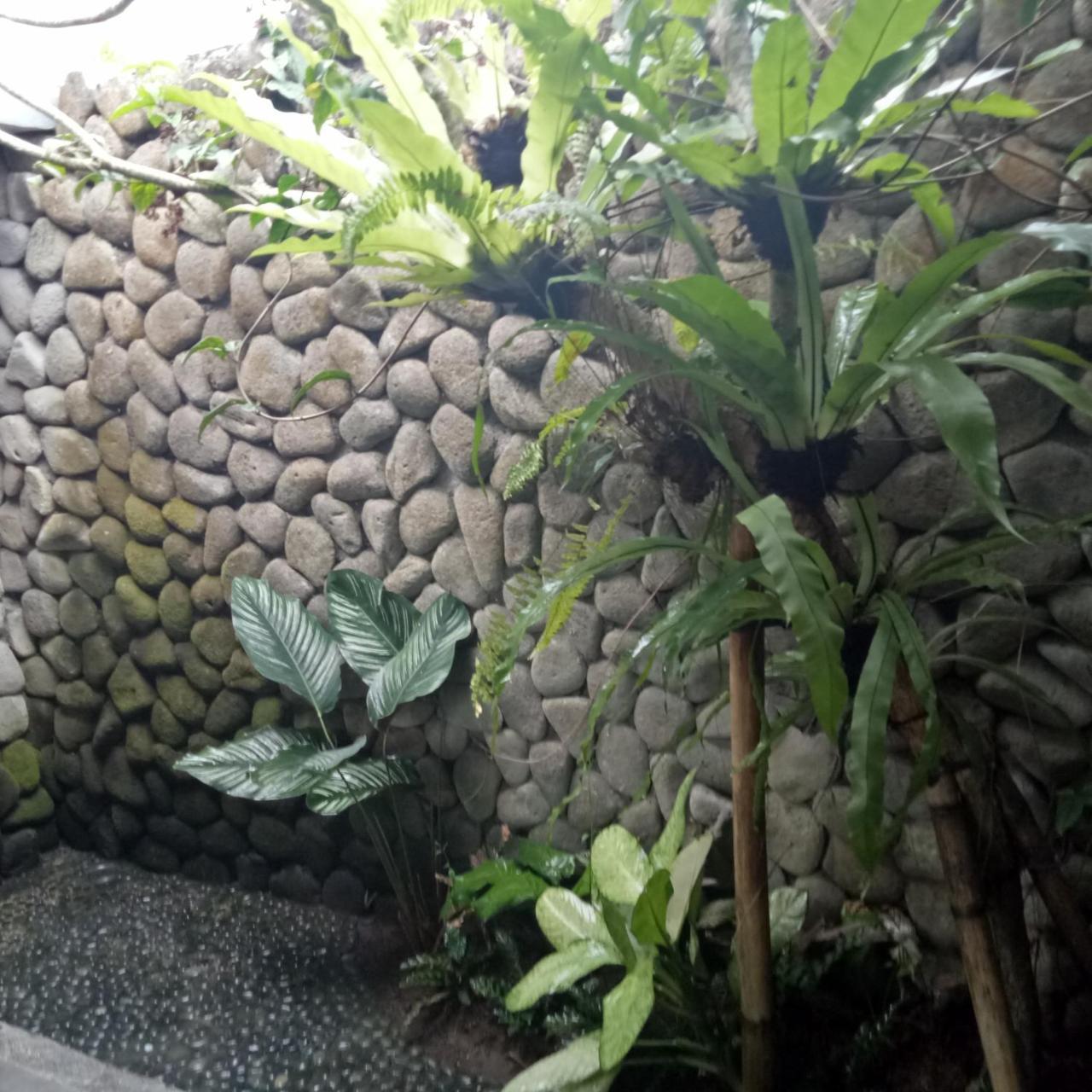 Melati Bali Homestay Canggu Dış mekan fotoğraf